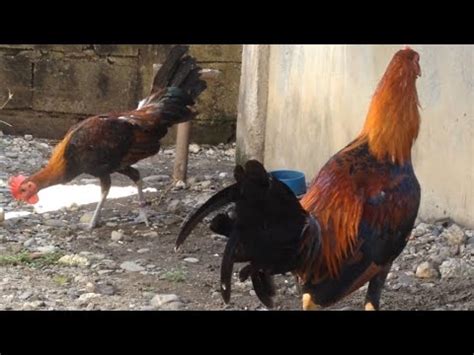 dalusapi vs mayahin|Wanted: More native chickens .